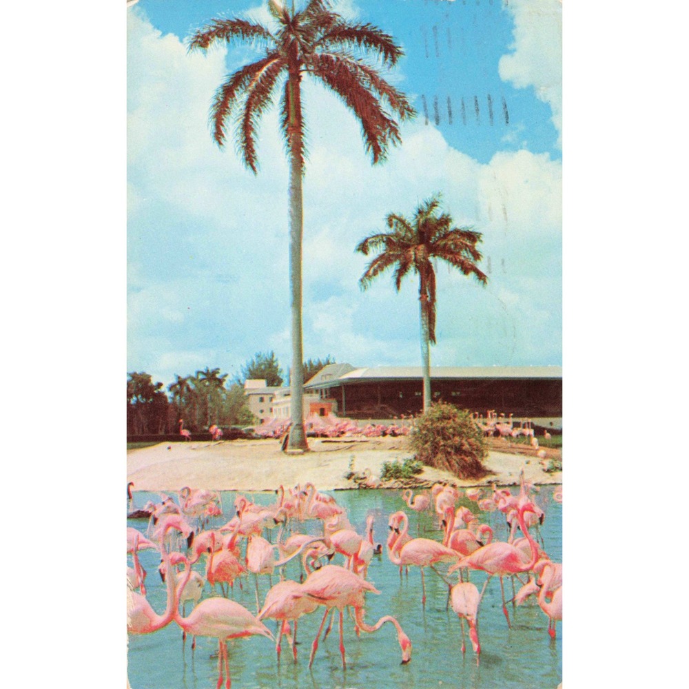 Vtg Florida Flamingos & Palm Trees Linen Postcard Tichnor L-30 Lustrechrome 1957